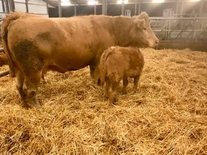 Charolais Cow and  Charolais Calf - Image 3