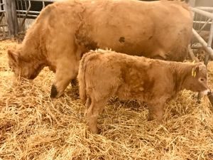 Charolais Cow and  Charolais Calf - Image 2
