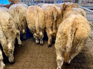 320kg • Super Charolais Bullocks - Image 4