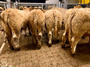 320kg • Super Charolais Bullocks - Image 2