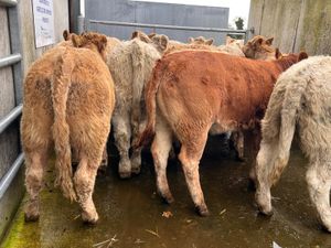 20• 340kg • Smashing Charolais Heifers - Image 4