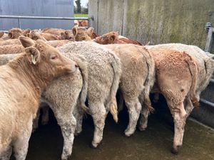 20• 340kg • Smashing Charolais Heifers - Image 3