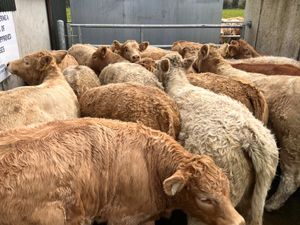 20• 340kg • Smashing Charolais Heifers - Image 2