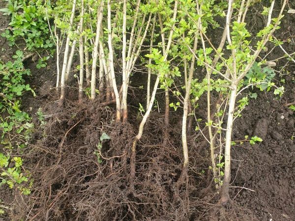 IRISH WHITETHORN QUICKS  FOR SALE - Main image