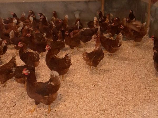 Fowl - Main image