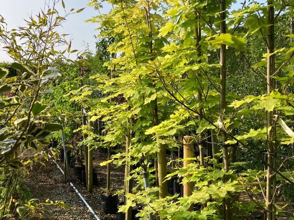 Trees and hedging  hedging - Main image