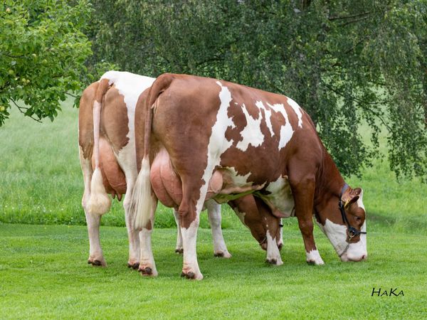Fleckvieh Semen - Main image