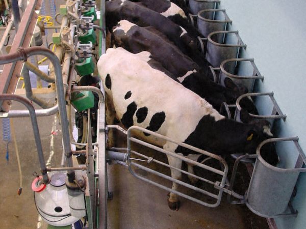 Relief Milking - Main image
