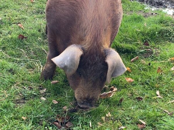 Free range Pork and Bacon products, Ham Fillets….. - Main image