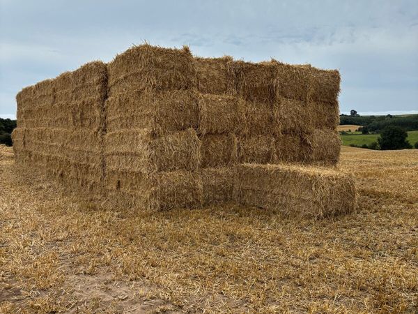 Big squares & round bales of barley & Rye straw for sale in Wexford for ...