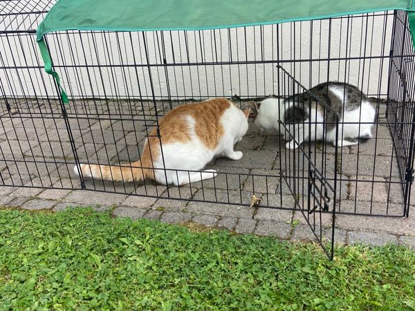 Cage/ pen for cats, dogs, rabbits, chickens etc for sale in Co. Tyrone ...