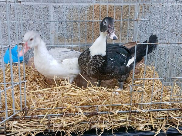 Poultry - Main image