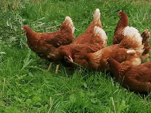 Poultry - Main image