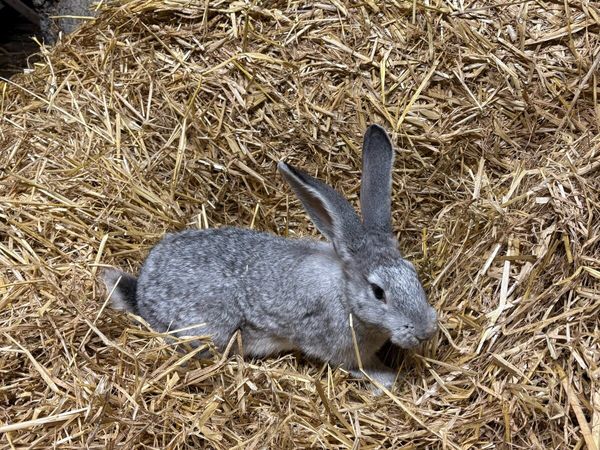 Giant Flemish rabbits male and female for sale in Co. Mayo for €40 on ...