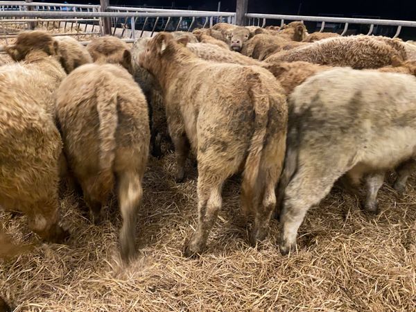 Smashing Charolais Bullocks - Main image
