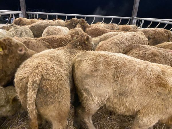 Smashing Charolais Bullocks - Main image