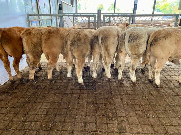 Smashing Charolais Bullocks - Main image