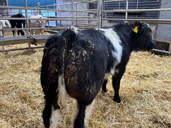 E grade blue bull for sale in Co. Derry for £0 on DoneDeal