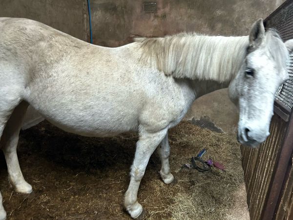 brood-mare-for-sale-for-sale-in-co-derry-for-1-234-on-donedeal