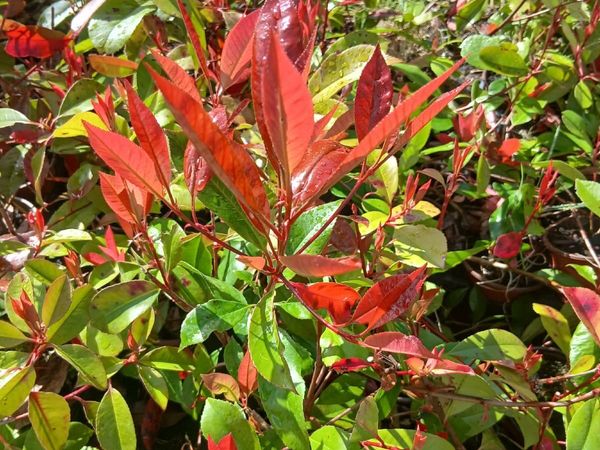 Photinia Red Robin €3.50 - DISCOUNTS LARGER ORDER for sale in Tipperary ...