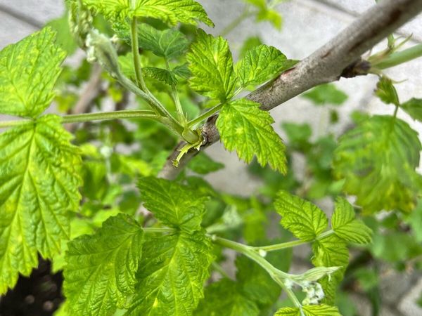 Raspberry bushes young plants for sale in Limerick for €2 on DoneDeal