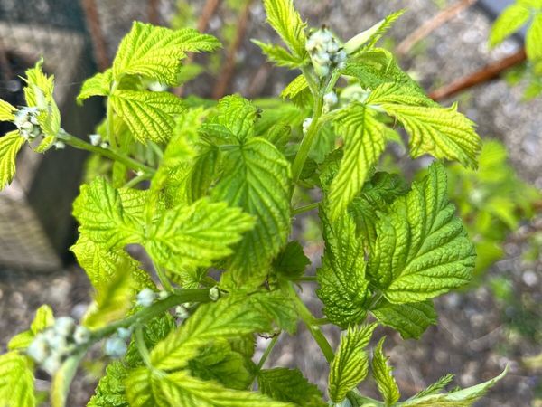 Raspberry bushes young plants for sale in Limerick for €2 on DoneDeal