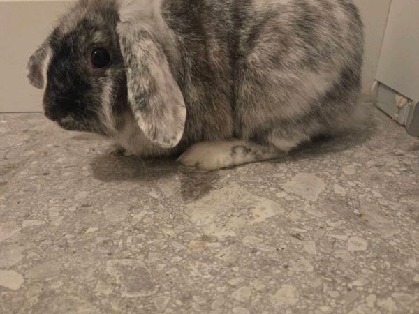 Mini lop rabbit ( female) for sale in Galway for €40 on DoneDeal