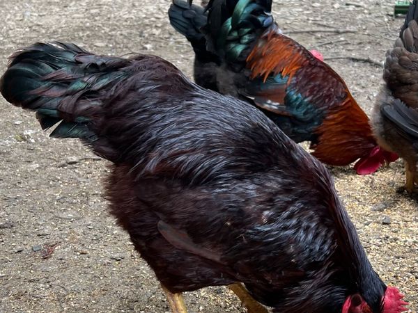 Purebred Welsummer & Heritage Rode Island Roosters for sale in Wicklow ...