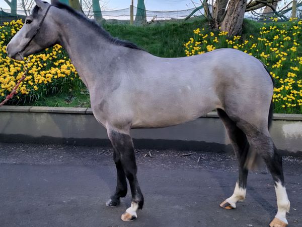 Irish Sport horse pony ,148cm - Main image