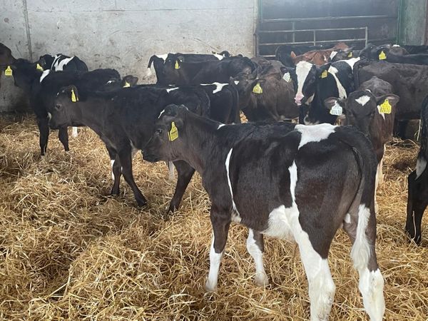 no-image