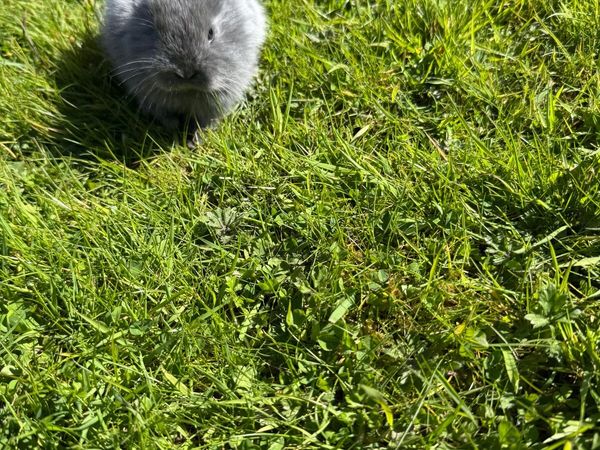 no-image