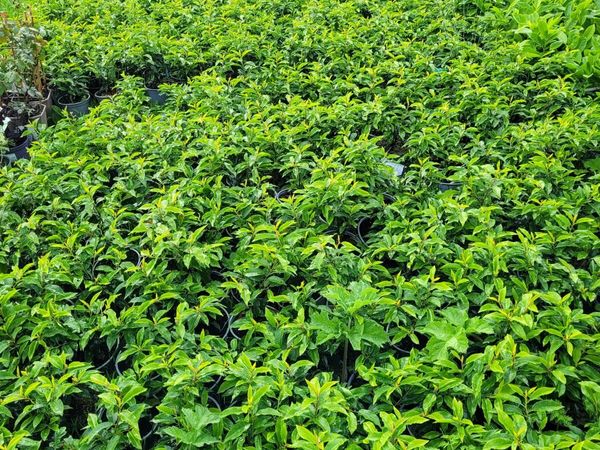 Portuguese Laurell for sale 🌳 - Main image