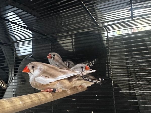 no-image