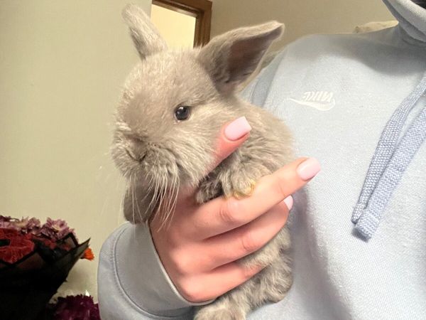 no-image