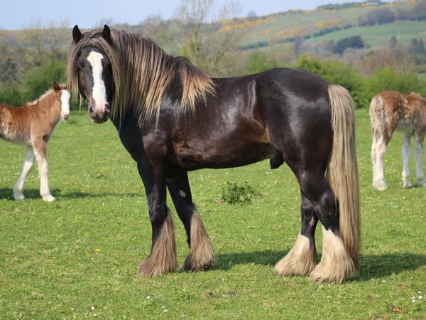 Silver Bay Sooty stallion - Main image