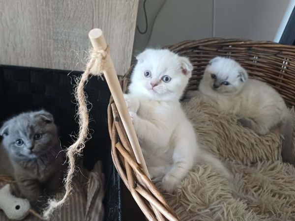no-image