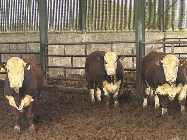 no-image