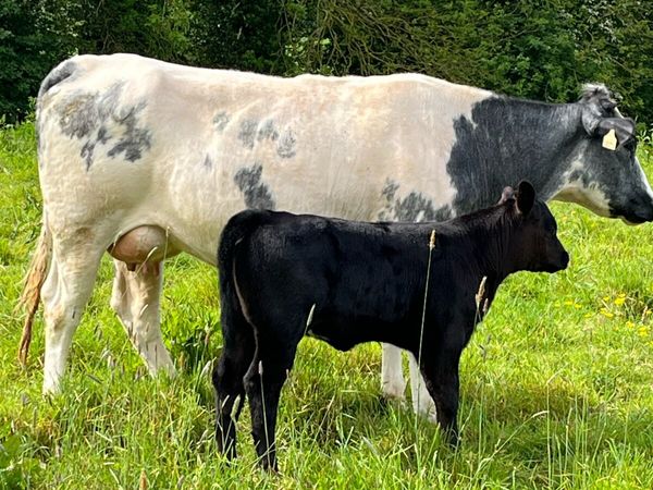 no-image
