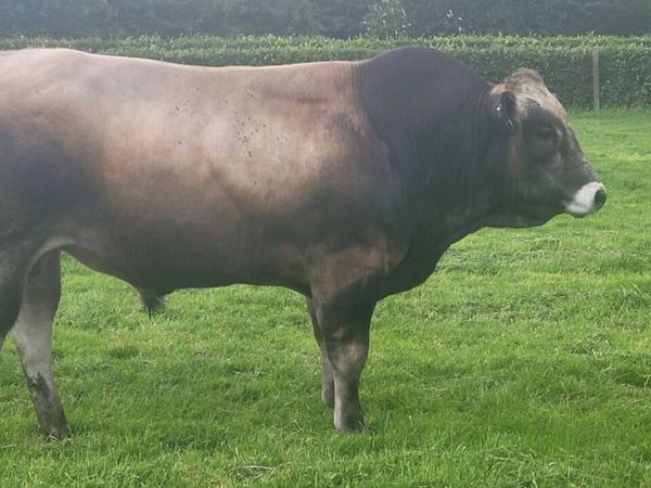 no-image