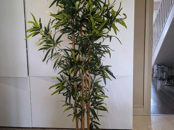 bamboo plants | 58 All Sections Ads For Sale in Ireland | DoneDeal