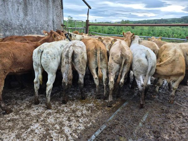 16  heifers - Main image