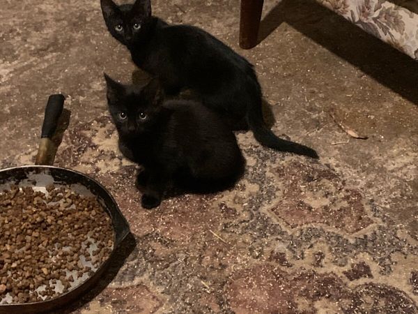 no-image