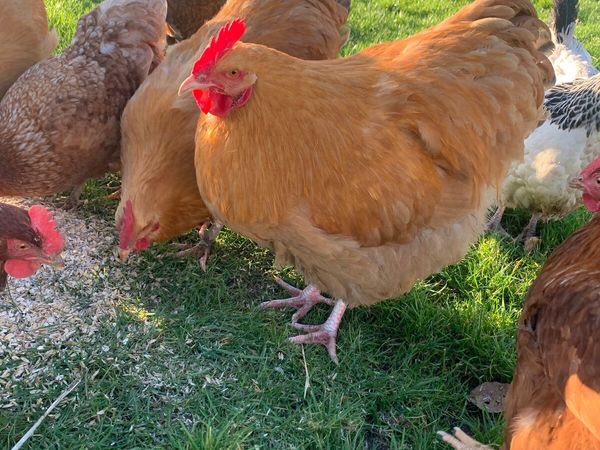 Buff & Grey Orpington Hens and Roosters For Sale for sale in Co. Carlow ...
