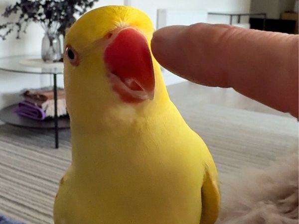 no-image