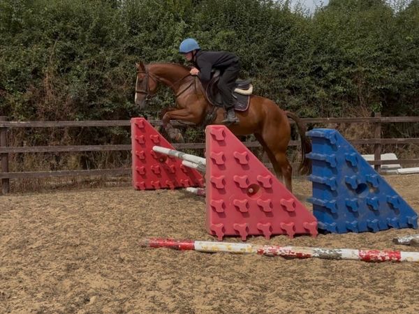 Gorgeous 15.1 5 Year old mare - Main image
