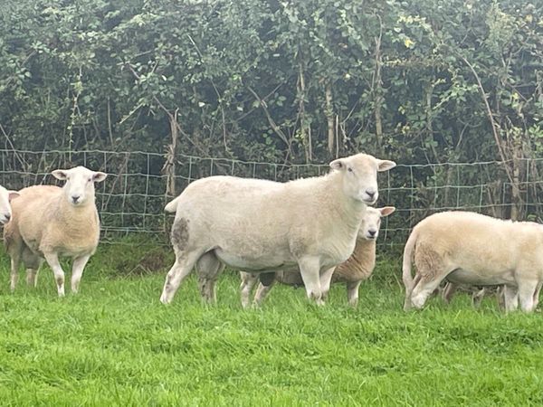 Easycare sheep - Main image