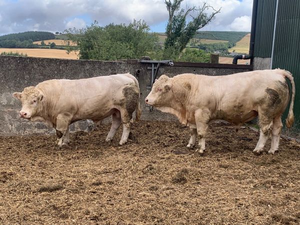 no-image