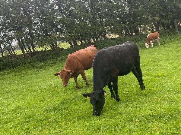 no-image