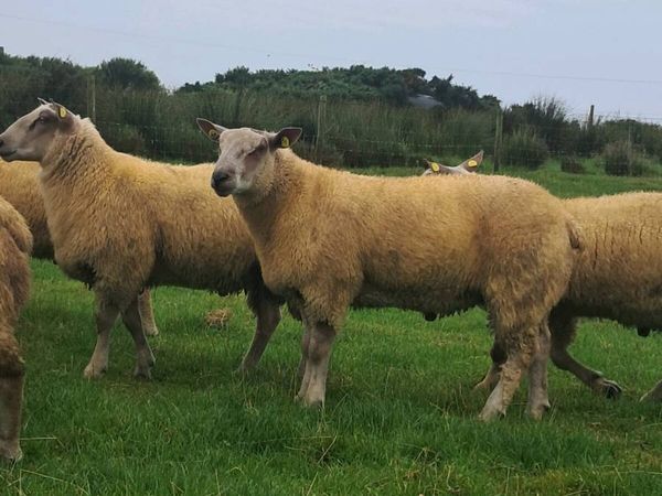 *PBR CHAROLLAIS RAMS* - Main image