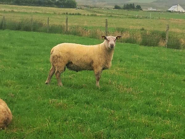*PBR CHAROLLAIS RAMS* - Main image